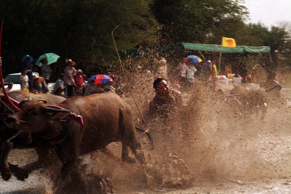 Vattenbuffel racing i Thailand. — Stockfoto