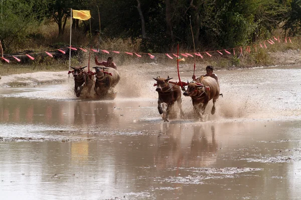 Carreras de búfalos de agua en Tailandia . —  Fotos de Stock