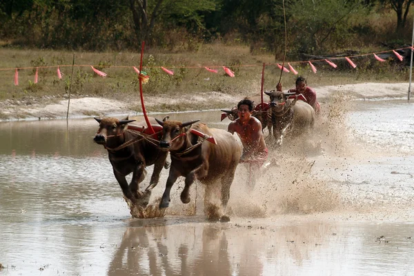 Water buffalo racing in Thailand. — Stock Photo, Image