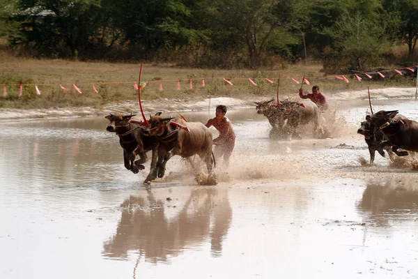 Vattenbuffel racing i Thailand. — Stockfoto