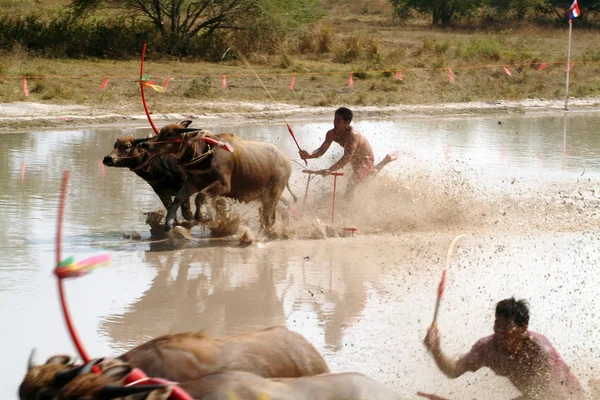 Waterbuffel racen in Thailand. — Stockfoto