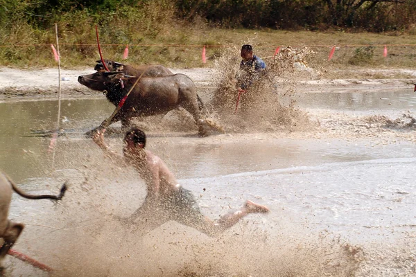 Corrida de búfalo aquático na Tailândia . — Fotografia de Stock