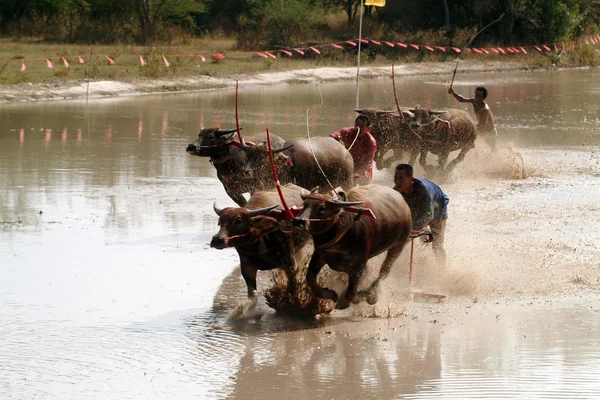 Vattenbuffel racing i Thailand. — Stockfoto