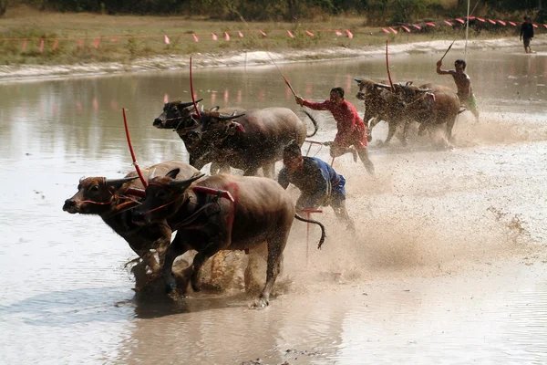 Water buffalo racing in Thailand. — Stock Photo, Image