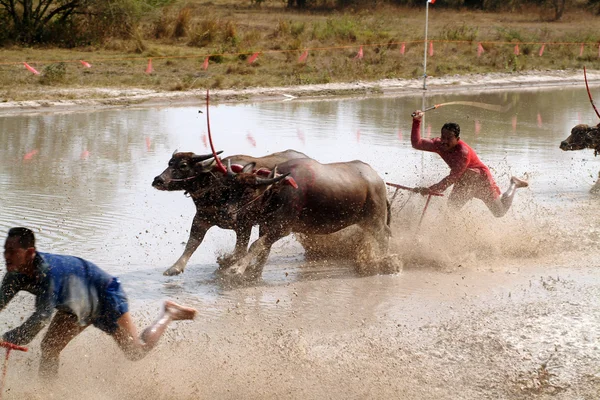 Corrida de búfalo aquático na Tailândia . — Fotografia de Stock