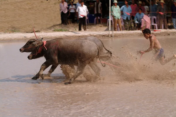 Waterbuffel racen in Thailand. — Stockfoto