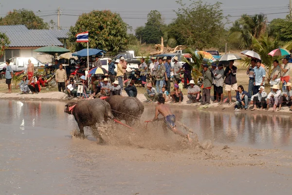 Corrida de búfalo aquático na Tailândia . — Fotografia de Stock