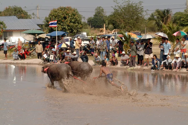 Gare di bufali acquatici in Thailandia . — Foto Stock