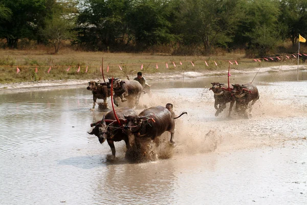 Water buffalo racing in Thailand. — Stock Photo, Image