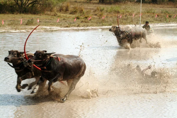 Bawoły wodne, wyścigi w Tajlandii. — Zdjęcie stockowe