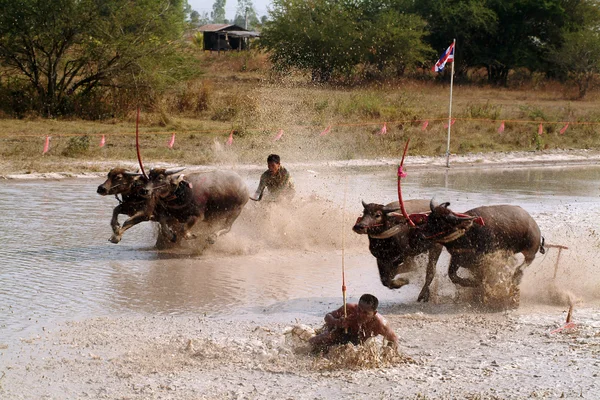 Waterbuffel racen in Thailand. — Stockfoto