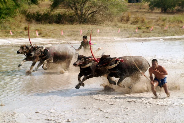 Vattenbuffel racing i Thailand. — Stockfoto