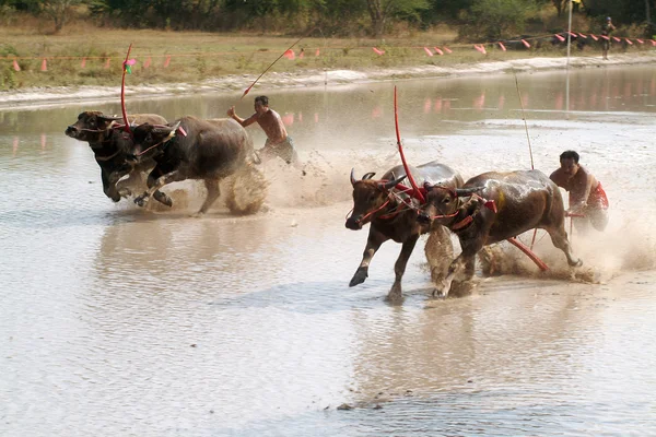 Course de buffles d'eau en Thaïlande . — Photo