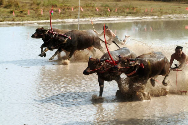 Waterbuffel racen in Thailand. — Stockfoto