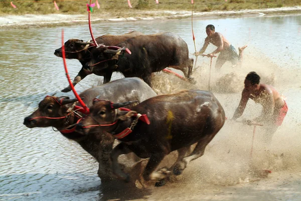 Waterbuffel racen in Thailand. — Stockfoto