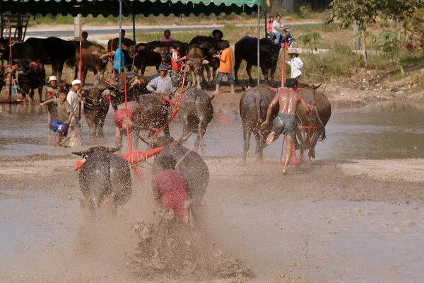 Carreras de búfalos de agua en Tailandia . —  Fotos de Stock