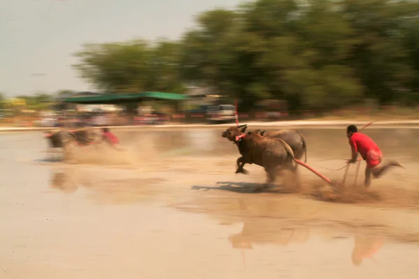 Vattenbuffel racing i Thailand. — Stockfoto