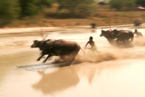 Bawoły wodne, wyścigi w Tajlandii. — Zdjęcie stockowe