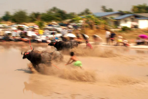 Waterbuffel racen in Thailand. — Stockfoto