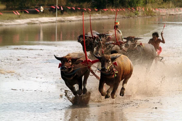 Carreras de búfalos de agua en Tailandia . —  Fotos de Stock