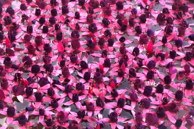 Decorative lotus  texture and background.