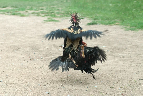 Cockfight in Thailand,Popular sport and tradition. — Stock Photo, Image