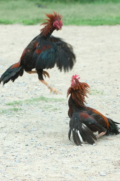 Cockfight na Tailândia, Desporto popular e tradição . — Fotografia de Stock