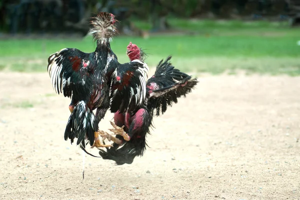 Cockfight in Thailand, Popular sport and tradition . — стоковое фото