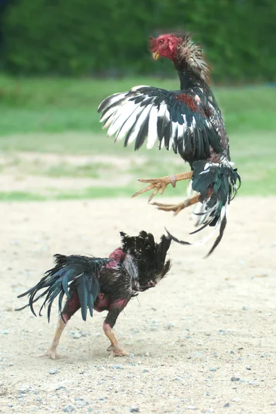 Cockfight in Thailand,Popular sport and tradition. — Stock Photo, Image