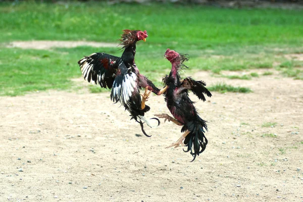 Cockfight na Tailândia, Desporto popular e tradição . — Fotografia de Stock