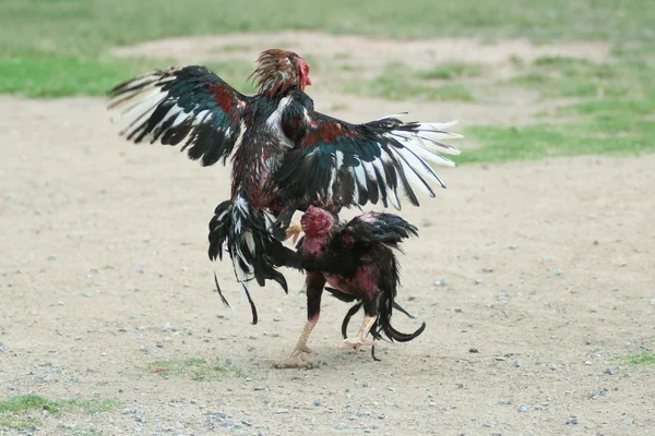 Cockfight in Thailand,Popular sport and tradition.