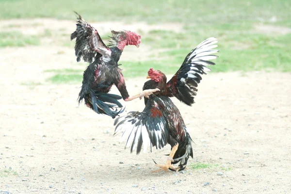 Cockfight Thaiföld, népszerű sport és hagyomány. — Stock Fotó