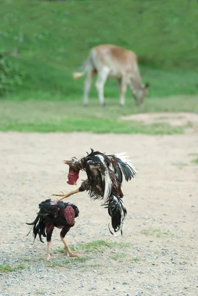 Cockfight w Tajlandii, popularnym sportem i tradycja. — Zdjęcie stockowe