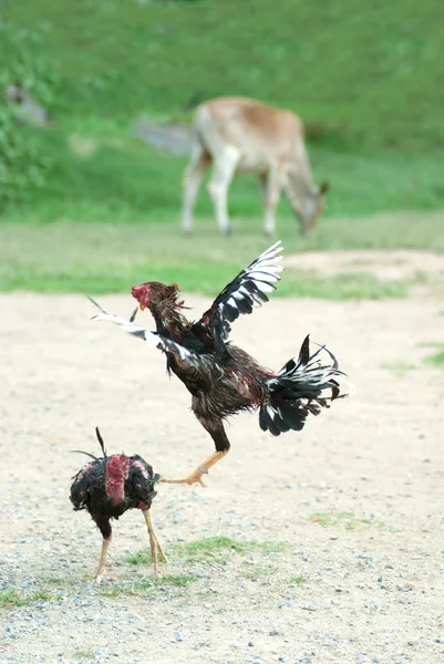 Cockfight Thaiföld, népszerű sport és hagyomány. — Stock Fotó