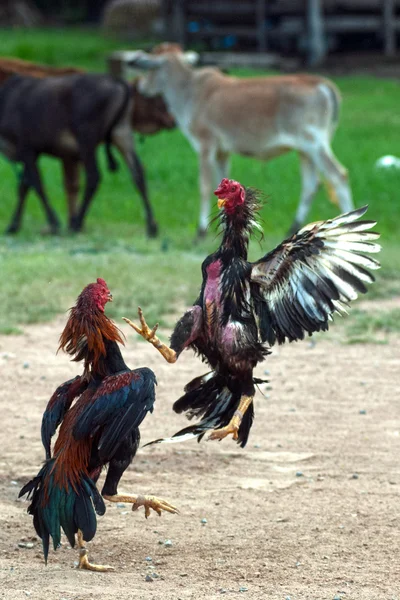 Cockfight Thaiföld, népszerű sport és hagyomány. — Stock Fotó