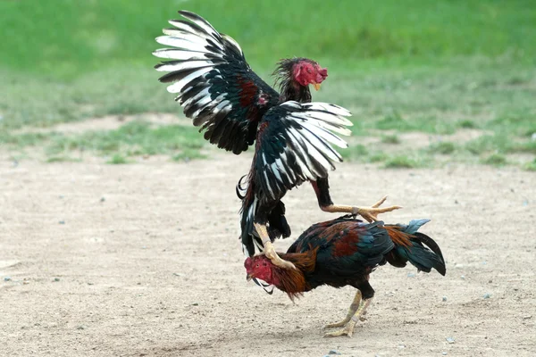 Cockfight in Thailand,Popular sport and tradition. — Stock Photo, Image