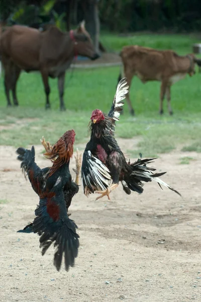 Cockfight in Thailand,Popular sport and tradition. — Stock Photo, Image