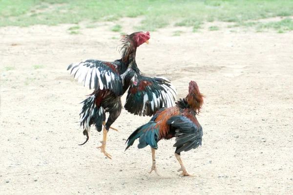 Pelea de gallos en Tailandia, Deporte popular y tradición . — Foto de Stock