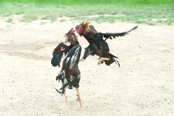 Pelea de gallos en Tailandia, Deporte popular y tradición . — Foto de Stock