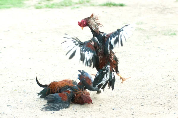 Cockfight na Tailândia, Desporto popular e tradição . — Fotografia de Stock