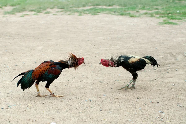 Cockfight in Thailand,Popular sport and tradition. — Stock Photo, Image
