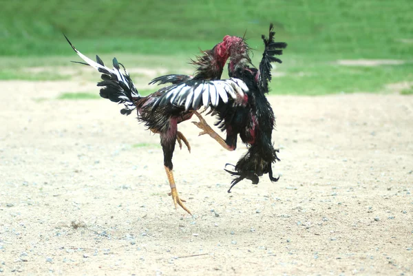 Cockfight in Thailand,Popular sport and tradition. — Stock Image Cockfight in Thailand,Popular sport and tradition. Royalty Free Stock Images