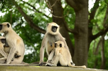 Siyah suratlı maymun, Hanuman Langur. Southern Plains Gray Langur Hindistan 'da bir kayanın üzerinde oturuyor..