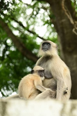 Siyah suratlı maymun, Hanuman Langur. Southern Plains Gray Langur Hindistan 'da bir kayanın üzerinde oturuyor..
