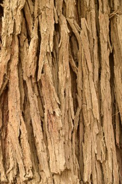 Ağaç gövdesindeki ahşabın dokusu ya da arka yüzeyi çatlamış ahşap kütük Hu Yang ağacı. Bu ağaç kabuğu, ağacın çok yaşlı olduğunu gösterir..