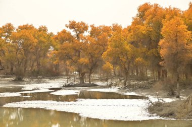Hu Yanglin 'in yaprakları renk değiştirdiğinde, Luntai County, Xinjiang Tarim Huyan Lin Sahne Bölgesi altın sarısı rengine bürünür. Anlamı 