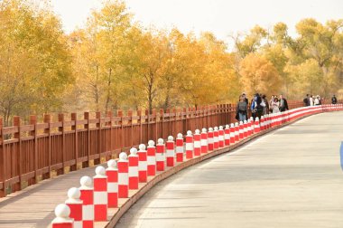 XINJIANG , CHINA - OCTOBER 24 , 2025 : Unidentified tourists travel at Tarim Huyan Lin Scenic Area in Luntai County, Xinjiang, when the leaves of the Hu Yanglin change color, it appears as a golden yellow. which means 