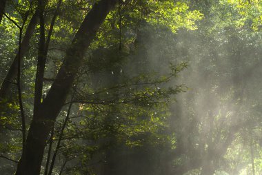 Orman Khao Yai Milli Parkı, Tayland