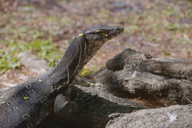 Çimlerin üzerinde duran Asya Su İzleyicisi. Lumphini Park, Bangkok 'un başkenti Tayland' da bulunan Asyalı Su İzleme Kertenkelesi (Varanus Kurtarıcısı) portresi.