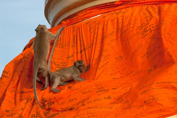 Monkeys play climbing a great orange cheesecloth. — Stock Photo, Image